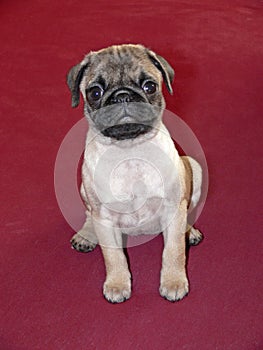 Young female pug, Germany photo