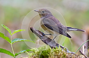 Young female Red-breasted flycatcher ficedula parva graceful posing on small branch with clean background