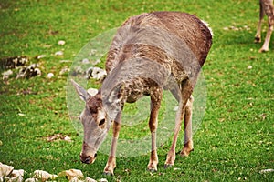A young female red deer maral eats fresh grass in early spring. A beautiful animal in the wild