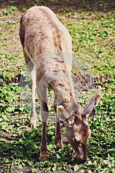 A young female red deer maral eats fresh grass in early spring. A beautiful animal in the wild