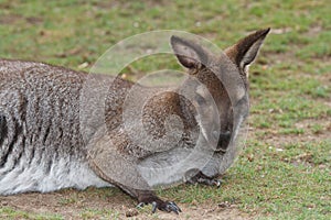 Young female red kangaroo close up on a background of grass