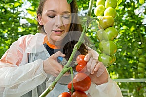 Young female researcher picking ripe tomatoes with pruning shear