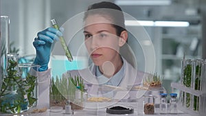 A young female researcher in a white gown takes a test tube of grown greens and examines it. Genetic modification of