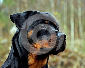 A young female rottweiler,outdoor