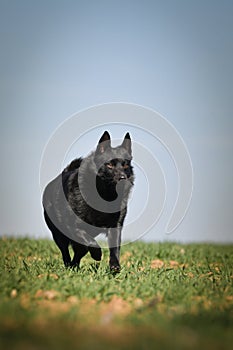 Young female of schipperke is running in grass.