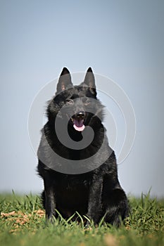 Young female of schipperke is sitting in grass.