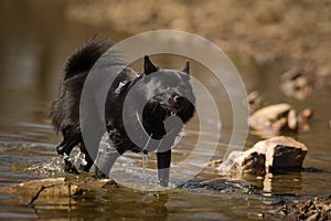 Young female schipperke standing in the water