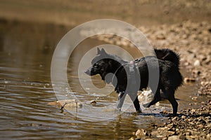 Young female schipperke standing in the water