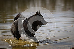 Young female schipperke standing in the water