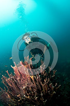 Young female scuba diver swims over reef