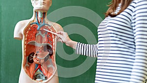 Young female teacher in biology class, teaching human body anatomy, using artificial body model to explain internal organs.