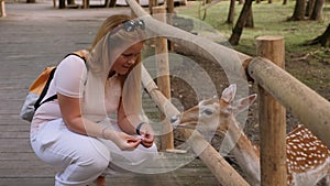 A young female tourist feeds a spotted deer at the zoo. Deer contact with people