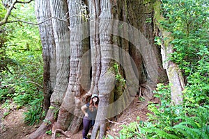 A young female tourist standing beside a huge old red cedar along the big tree trail on Meares Island, outside Tofino