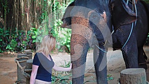 Young female tourist stroking an elephant`s trunk, close up