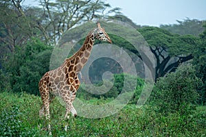 Young female Uganda giraffe walking through a meadow with acacia forest in background photo