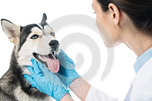 young female veterinarian examining dog jaws