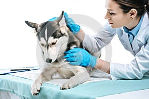young female veterinarian examining husky ear
