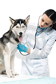 young female veterinarian examining husky by stethoscope