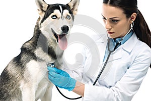 young female veterinarian examining husky by stethoscope