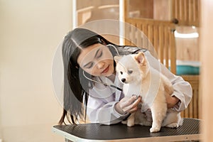 Young female veterinarian with stethoscope examining dog in vet clinic