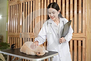 Young female veterinarian with stethoscope examining dog in vet clinic