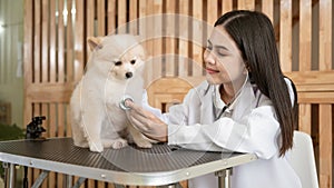 Young female veterinarian with stethoscope examining dog in vet clinic