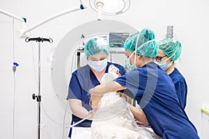 Young female veterinarian team, preparing a dog at operating room for surgery. Animals healthcare concept.