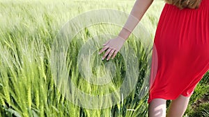 Young female walking by barley or triticale field brushing over with hands