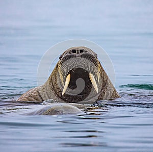 Young female walrus with short tusks