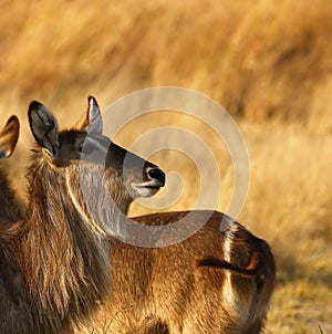 Young female Waterbuck