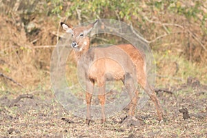 Young female waterbuck stands looking at camera