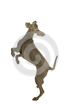Young female weimaraner dog jumping sideways facing away from the camera full body isolated in white