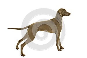 Young female weimaraner dog standing sideways full body isolated in white