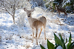 A young female white-tailed deer stand still in the snow on a winter`s day in the forest.