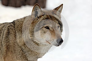 Young female wolf