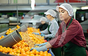 Young female worker sorting tangerines on conveyor belt