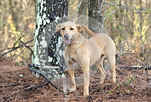 Young female Yellow Labrador Retriever dog outside on leash wagging tail