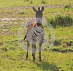 Young Female Zebra, Masai Mara