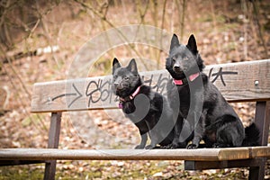 Young females of schipperke is sitting on brench.