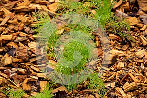 Young Fennel or Foeniculum vulgare edible and medicinal flowering plant species in carrot family with yellow flowers and feathery