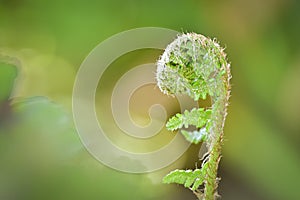 Young fern fiddlehead in nature