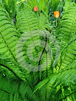 A young fern on a flower bed in a park on Elagin Island in St.Petersburg