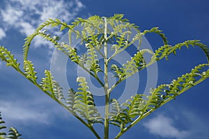 Young fern frond Asplenium gracillimum