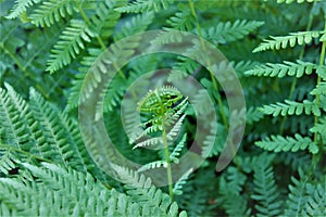 Young Fern Frond unfurling its glory