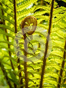 young fern frond unrolling with blurred background