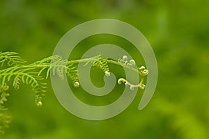 Young fern frond unrolling, selective focus