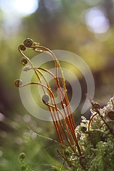 Young fern fronds photo