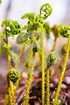 Young Fern Fronds opening in the forest. Ferns are a very ancient family of plants: early fern fossils predate the beginning of