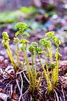 Young Fern Fronds opening in the forest. Ferns are a very ancient family of plants: early fern fossils predate the beginning of