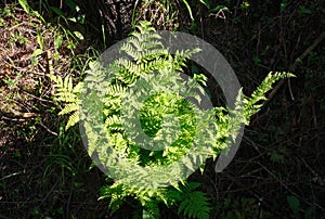 A young fern grown in a spring forest